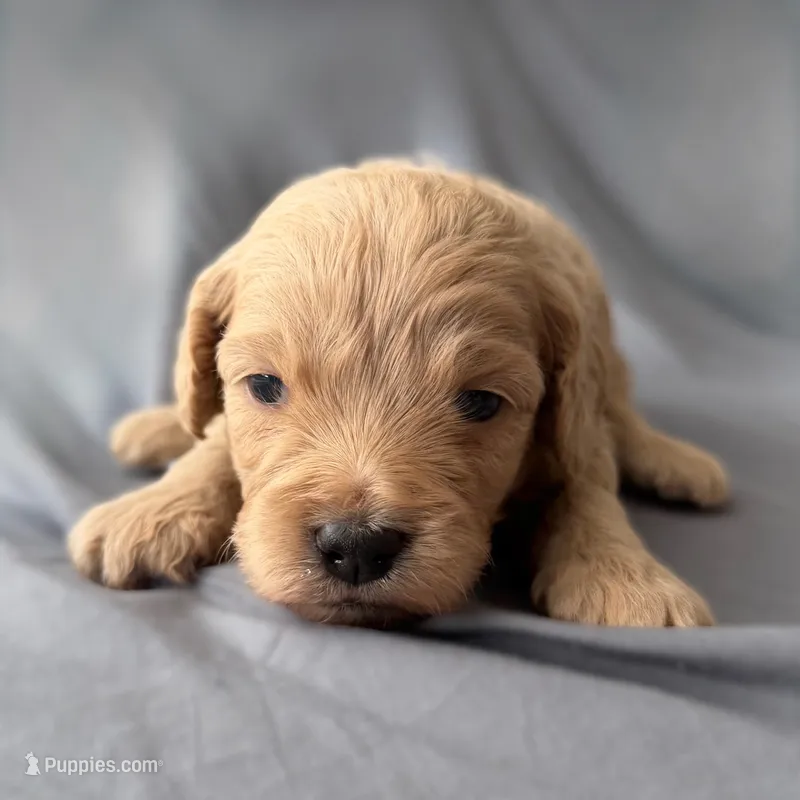 Cutie – Miniature Goldendoodle puppy for sale in Sevierville, TN