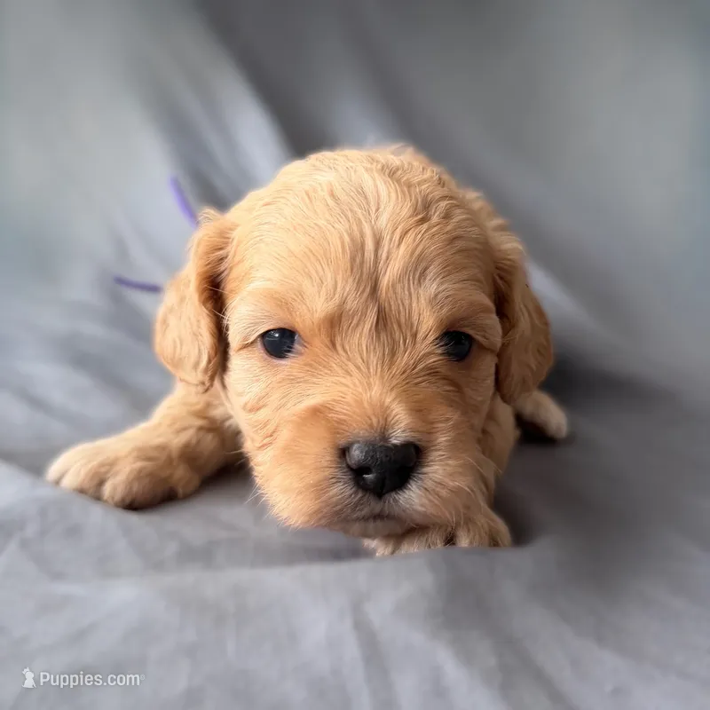 Precious  – Miniature Goldendoodle puppy for sale in Sevierville, TN