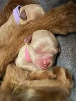 Cutie, a female Miniature Goldendoodle for sale in Sevierville, TN – 5 of 5