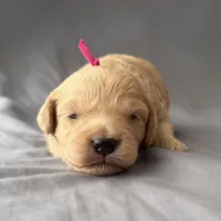 Cutie, a female Miniature Goldendoodle for sale in Sevierville, TN – 2 of 5