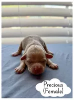 Precious , a female Miniature Goldendoodle for sale in Sevierville, TN – 5 of 5