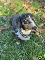 Chewie , a male Miniature Dachshund for sale in Georgetown, TX – 10 of 10