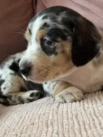 Princess Skywalker , a female Miniature Dachshund for sale in Georgetown, TX – 6 of 10