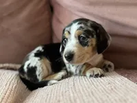 Princess Skywalker , a female Miniature Dachshund for sale in Georgetown, TX – 2 of 10