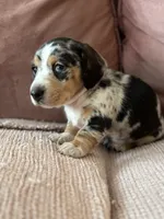 Princess Skywalker , a female Miniature Dachshund for sale in Georgetown, TX – 1 of 10