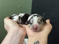 Princess Skywalker , a female Miniature Dachshund for sale in Georgetown, TX – 9 of 10