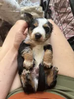 Mando , a male Miniature Dachshund for sale in Georgetown, TX – 5 of 8