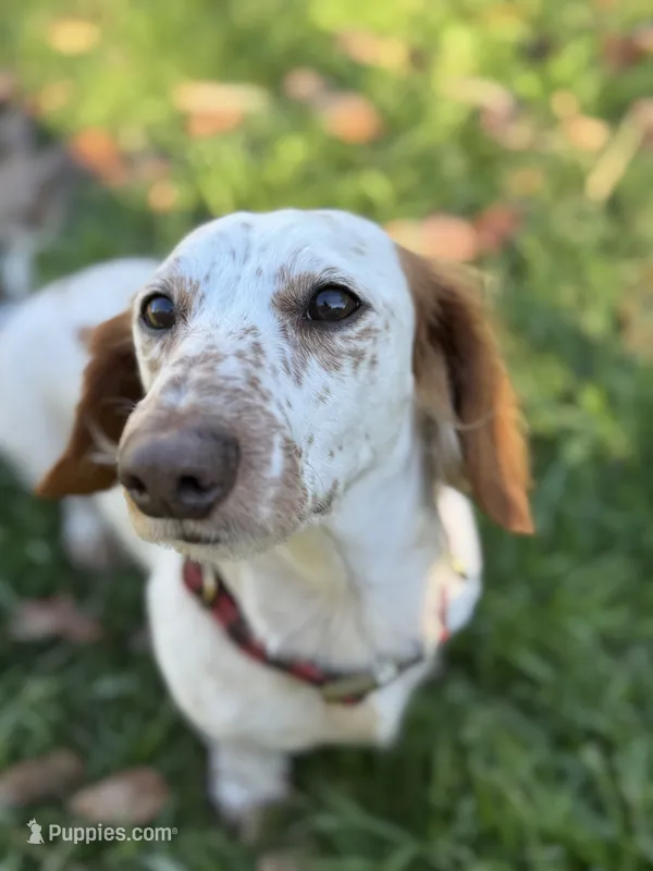 Obi kedobi – Miniature Dachshund puppy for sale in Georgetown, TX