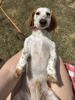Obi kedobi, a male Miniature Dachshund for sale in Georgetown, TX – 7 of 9