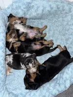 Anakin (Ani) , a male Miniature Dachshund for sale in Georgetown, TX – 7 of 8