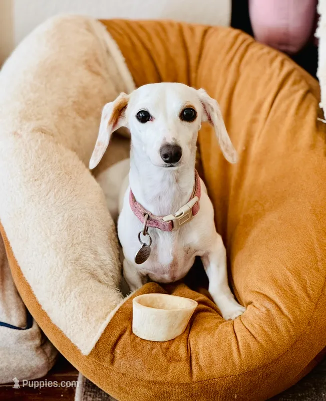Rebel – Miniature Dachshund puppy for sale in Georgetown, TX