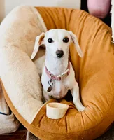 Rebel, a female Miniature Dachshund for sale in Georgetown, TX – 1 of 9