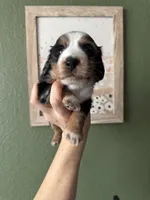 Mando , a male Miniature Dachshund for sale in Georgetown, TX – 2 of 8