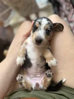 Princess Skywalker , a female Miniature Dachshund for sale in Georgetown, TX – 4 of 10