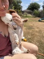 Obi kedobi, a male Miniature Dachshund for sale in Georgetown, TX – 2 of 9