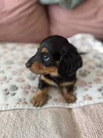 Chewie - special needs , a male Miniature Dachshund for sale in Georgetown, TX – 3 of 8