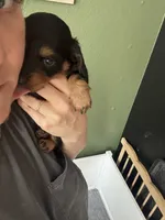 Chewie , a male Miniature Dachshund for sale in Georgetown, TX – 7 of 10