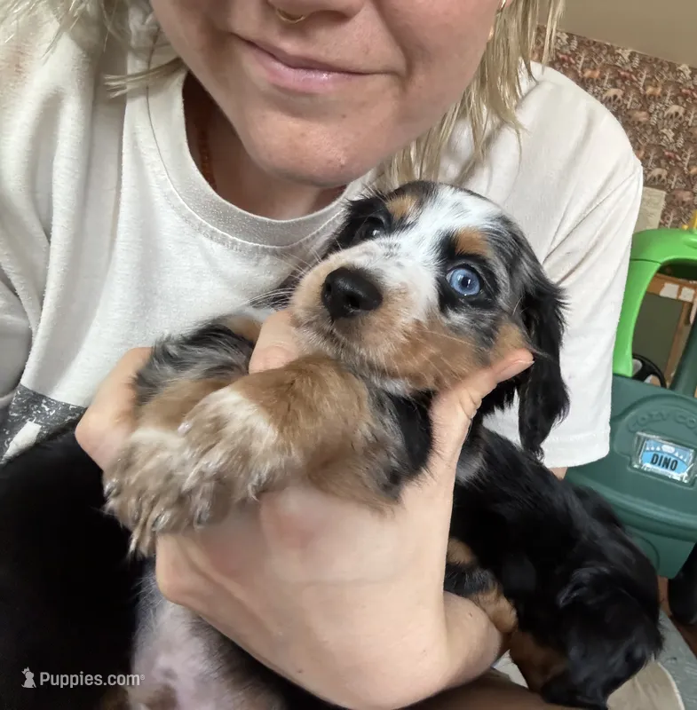 Mando  – Miniature Dachshund puppy for sale in Georgetown, TX