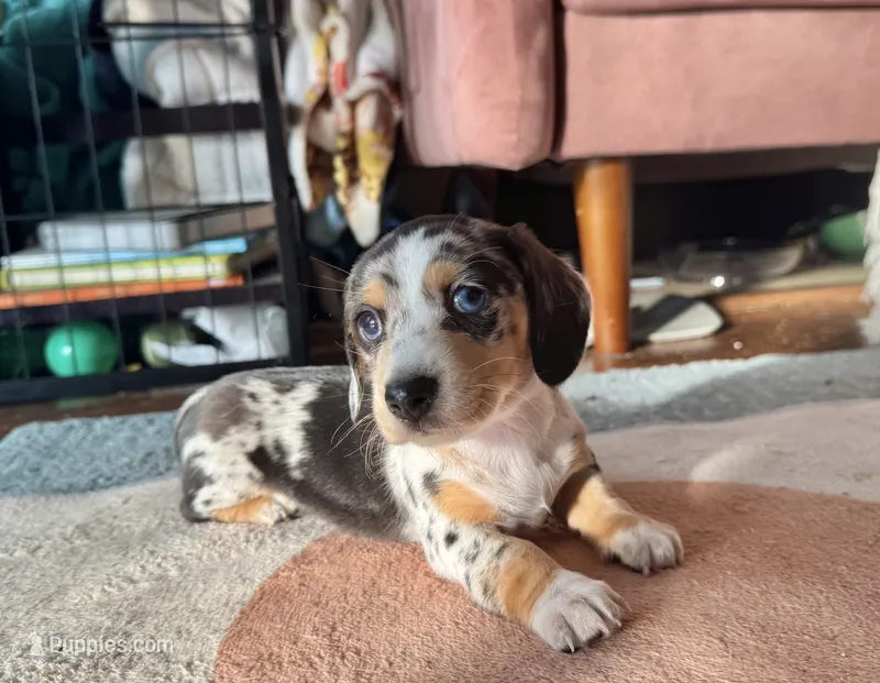 Princess Skywalker  – Miniature Dachshund puppy on hold in Georgetown, TX