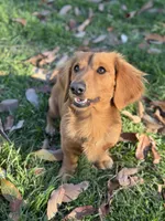 Chewie , a male Miniature Dachshund for sale in Georgetown, TX – 9 of 10