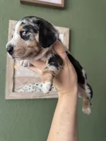 Princess Skywalker , a female Miniature Dachshund for sale in Georgetown, TX – 8 of 10