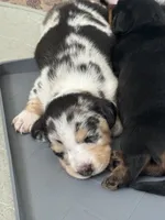 Princess Skywalker , a female Miniature Dachshund for sale in Georgetown, TX – 7 of 10