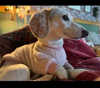 Rebel, a female Miniature Dachshund for sale in Georgetown, TX – 7 of 9