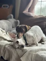 Rebel, a female Miniature Dachshund for sale in Georgetown, TX – 4 of 9