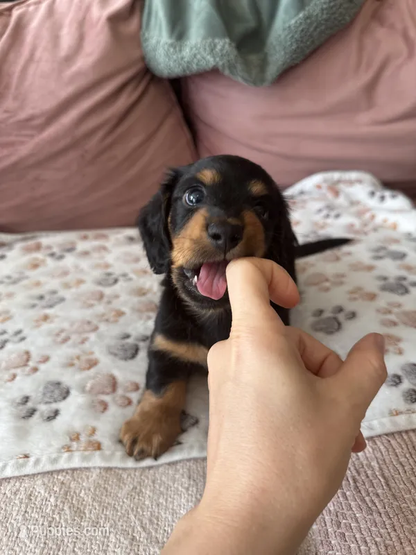 Chewie - special needs  – Miniature Dachshund puppy for sale in Georgetown, TX