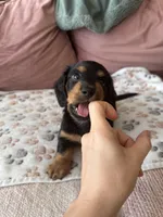 Chewie - special needs , a male Miniature Dachshund for sale in Georgetown, TX – 2 of 8