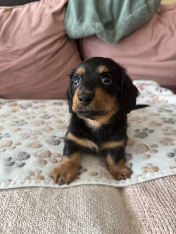 Chewie - special needs  – Miniature Dachshund puppy for sale in Georgetown, TX