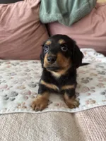 Chewie - special needs , a male Miniature Dachshund for sale in Georgetown, TX – 1 of 8
