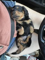 Chewie - special needs , a male Miniature Dachshund for sale in Georgetown, TX – 7 of 8