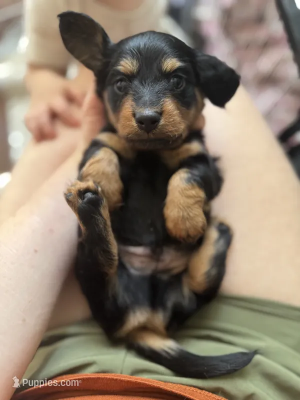 Chewie  – Miniature Dachshund puppy for sale in Georgetown, TX