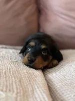 Chewie , a male Miniature Dachshund for sale in Georgetown, TX – 2 of 10