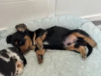 Anakin (Ani) , a male Miniature Dachshund for sale in Georgetown, TX – 3 of 8