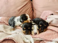 Chewie , a male Miniature Dachshund for sale in Georgetown, TX – 5 of 10