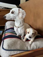 Rebel, a female Miniature Dachshund for sale in Georgetown, TX – 2 of 9