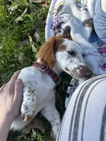 Obi kedobi, a male Miniature Dachshund for sale in Georgetown, TX – 6 of 9