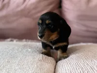 Anakin (Ani) , a male Miniature Dachshund for sale in Georgetown, TX – 4 of 8