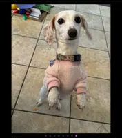 Rebel, a female Miniature Dachshund for sale in Georgetown, TX – 3 of 9