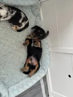 Anakin (Ani) , a male Miniature Dachshund for sale in Georgetown, TX – 5 of 8