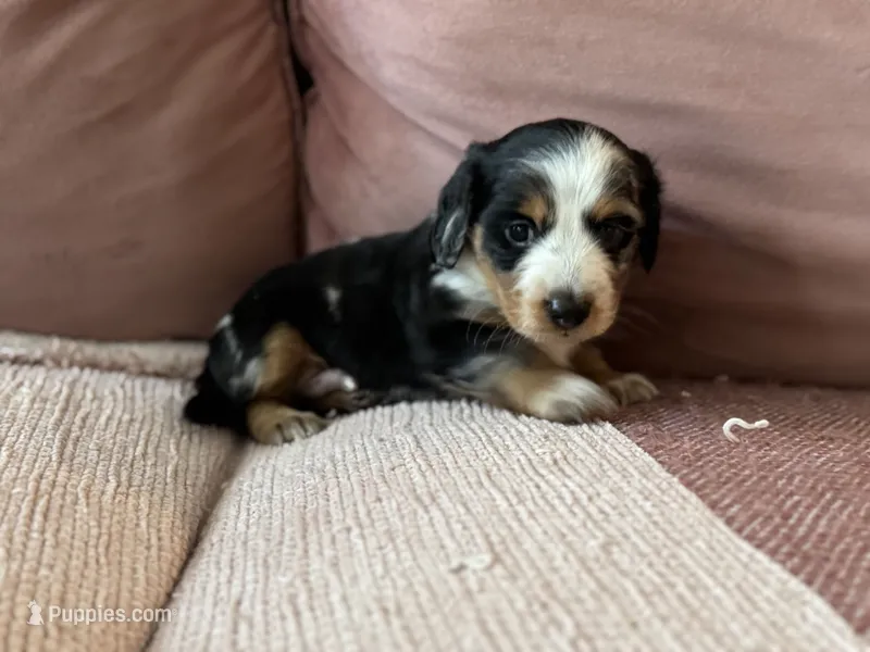 Mando  – Miniature Dachshund puppy for sale in Georgetown, TX