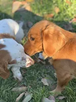 Obi kedobi, a male Miniature Dachshund for sale in Georgetown, TX – 3 of 9