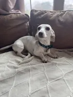 Rebel, a female Miniature Dachshund for sale in Georgetown, TX – 8 of 9