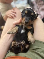 Anakin (Ani) , a male Miniature Dachshund for sale in Georgetown, TX – 2 of 8