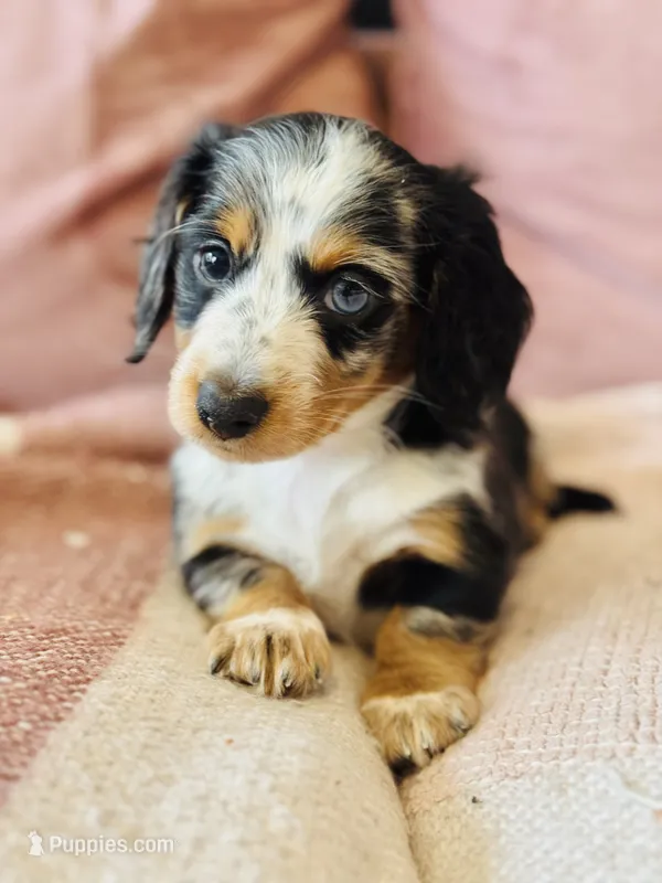 Mando  – Miniature Dachshund puppy for sale in Georgetown, TX