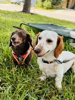 Obi kedobi, a male Miniature Dachshund for sale in Georgetown, TX – 9 of 9