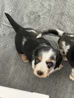 Mando , a male Miniature Dachshund for sale in Georgetown, TX – 3 of 8