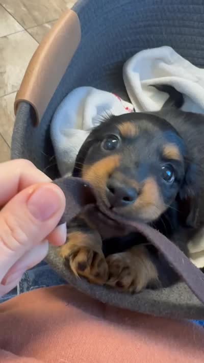 Chewie - special needs , a male Miniature Dachshund for sale in Georgetown, TX – 8 of 8